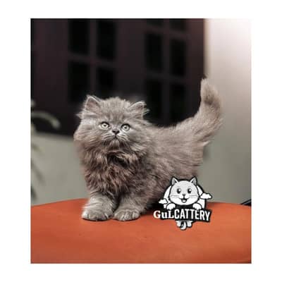 Best Quality persian kitten / CASH ON DELIVERY