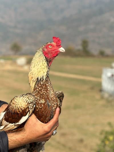 Aseel murgy in Kahuta