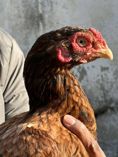 Amroha Blood Line Mianwali Pure