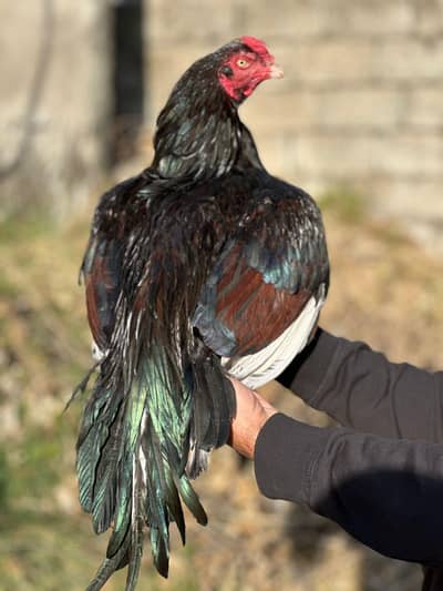 Amroha Blood Line Mianwali Pure