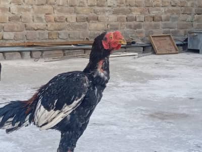 4 aseels male and 2 aseels female mianwali aseels