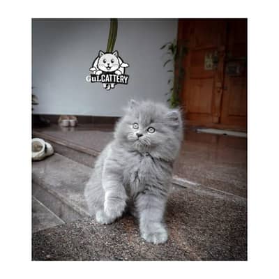 Best Quality persian kitten / CASH ON DELIVERY