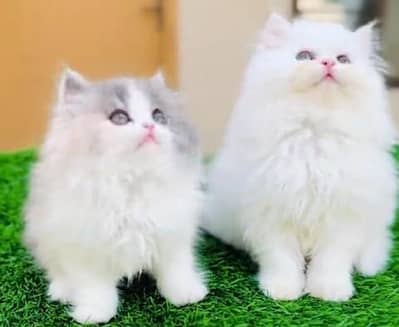 Quality Persian Punch Face Cats & Kittens . 03062848895WhatsApp
