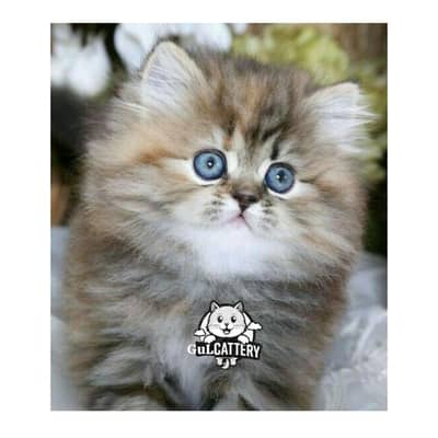 Best Quality persian kitten / CASH ON DELIVERY