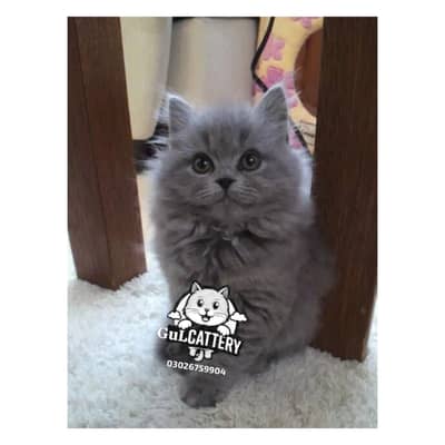 Best Quality persian kitten / CASH ON DELIVERY