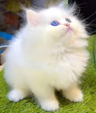 Quality Persian Punch Face Cats & Kittens . 03062848895WhatsApp