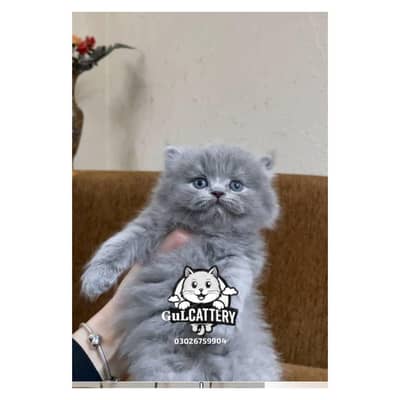 Best Quality persian kitten / CASH ON DELIVERY