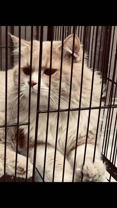 PERSIAN MALE TRIPPLE COATED