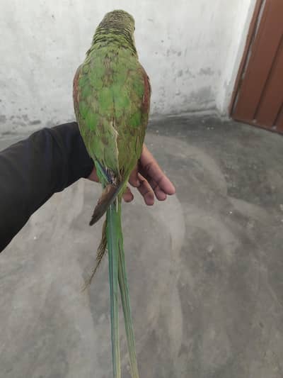 parrot
