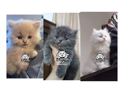 Best Quality persian kitten / CASH ON DELIVERY