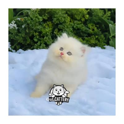Best Quality persian kitten / CASH ON DELIVERY
