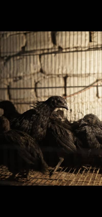Ayam cemani 3 months chicks for sale