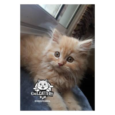 Best Quality persian kitten / CASH ON DELIVERY