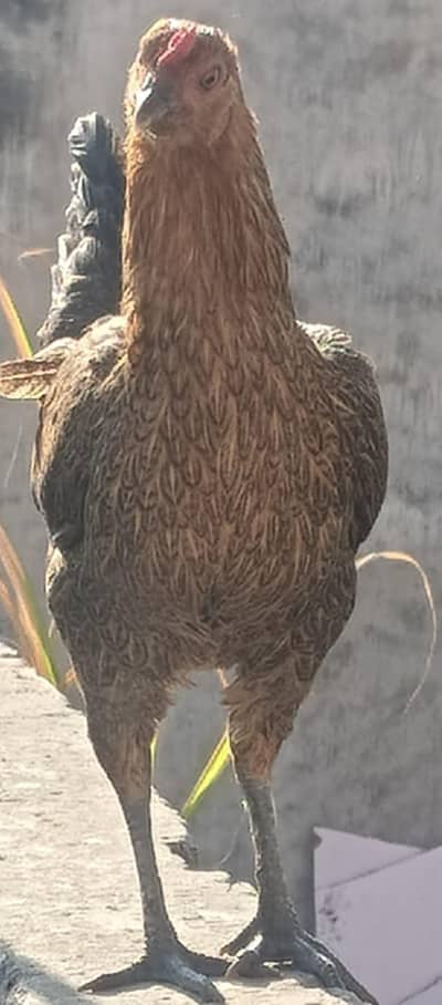 GHER KA PALAY HUYE HAIN