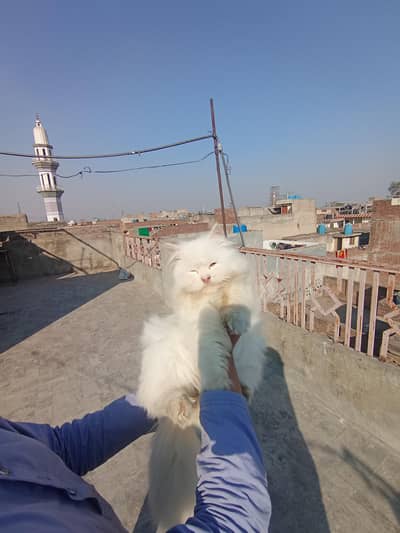 Dole face Persian cat triple coat for sale