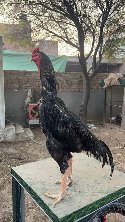 German shamu pathe pathian  ready to breed