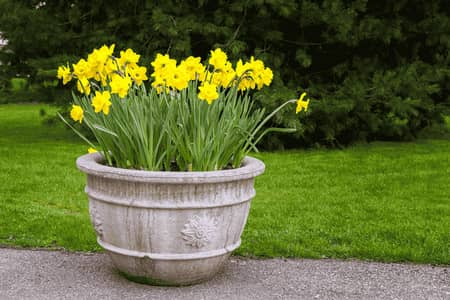 Buy Daffodil Flowers Plants Online | Winter Blooms