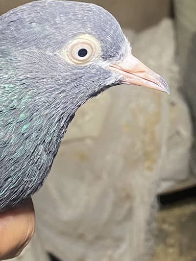 Royal teddy ring birds pairs and male