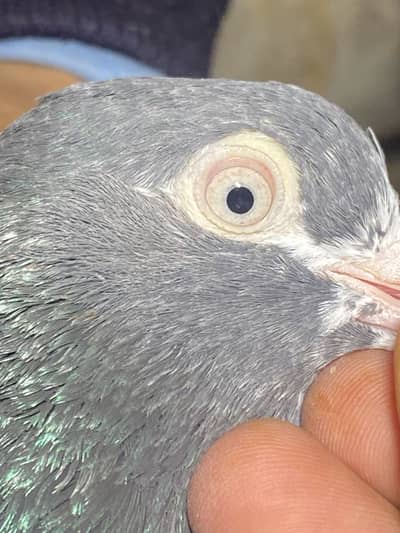 Royal teddy ring birds pairs and male