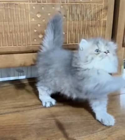 Quality Persian Punch Face Cats & Kittens . 03062848895WhatsApp