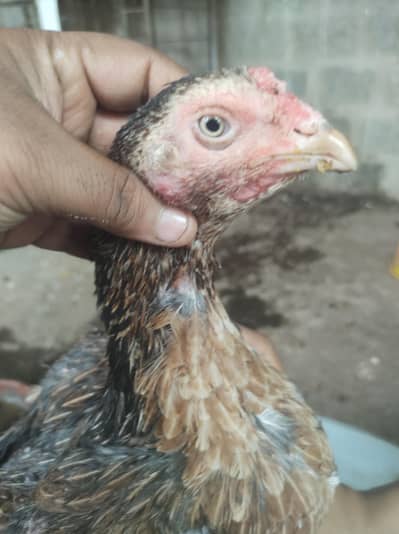 zero size Aseel mianwali maadi  final price no bargining