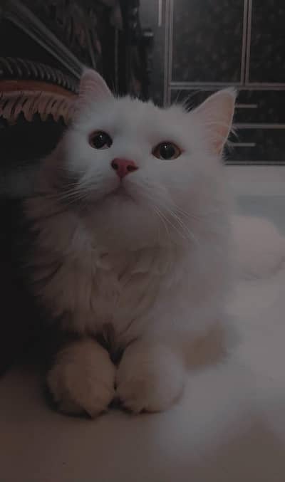 Persian cat for sale
