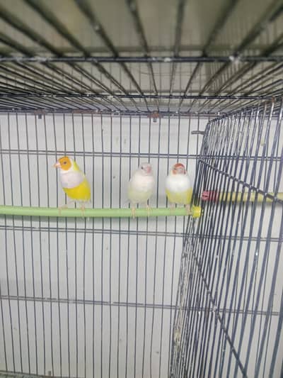 lutino gouldiean finches breeder pair with chick