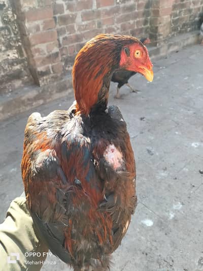 pure home   breed aseel