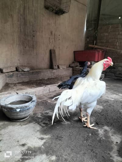 pure home   breed aseel