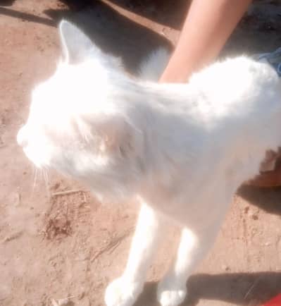 come inbox more details