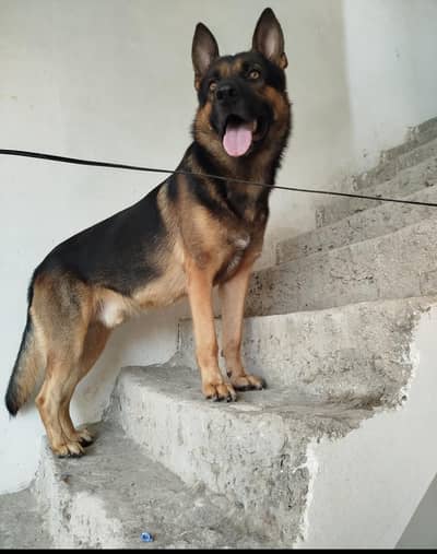 German shepherd dog available for breeding