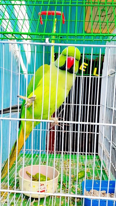 Ringneck parrot full talking mashallah age 2 year