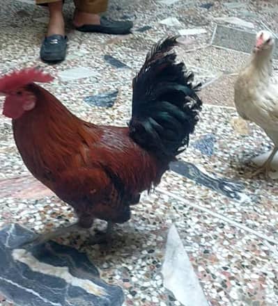 Rooster For Sale 2500 final