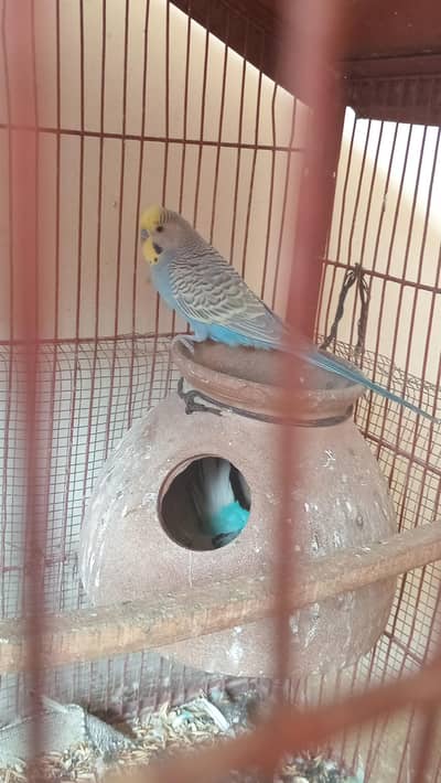 Budgies pairs