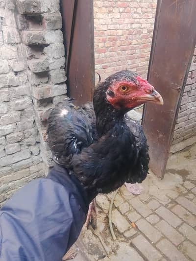 Full active Aseel male