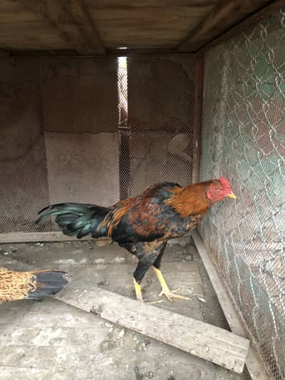 mianwali aseel patha pathi murgha murghi chicks