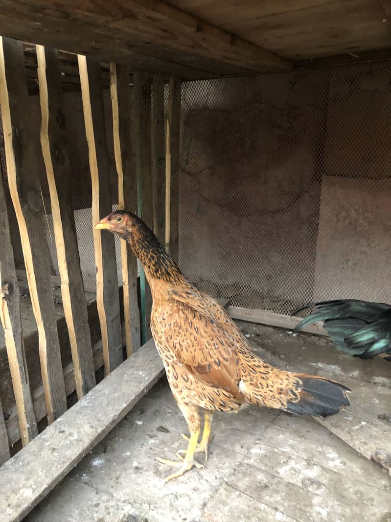 mianwali aseel patha pathi murgha murghi chicks - Hens - 1109701249