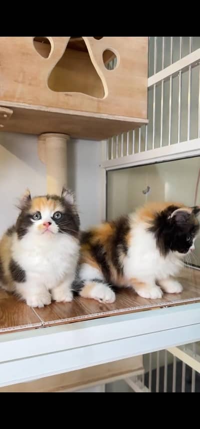 Quality Persian Punch face cat & kitten =03065316938=Whatsapp