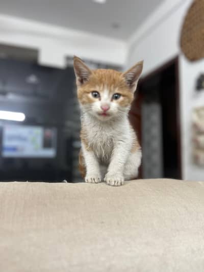 persian double coated male cat