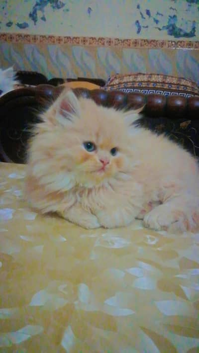 Persian kittens White , offwhite colour For sale