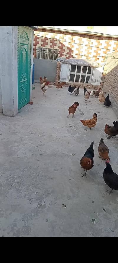 golden misri hens for sale