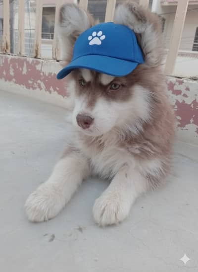 Siberian husky  puppy  wolly coat high quality.  03032293774