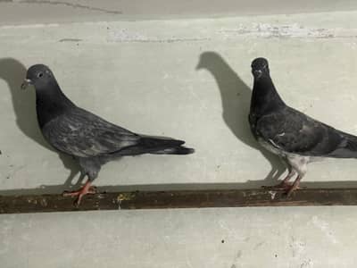 Nasli baby pigeon hn