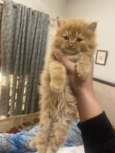 Ginger Persian Kittens