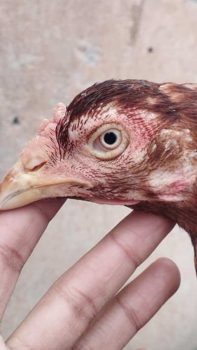 Turkish hint x burmi hen