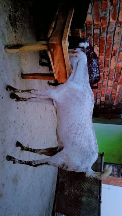 pure khati makhi cheeni 2 December kipregnant