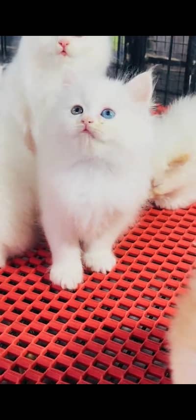 Quality Persian Punch face cat & kitten =03065316938=Whatsapp