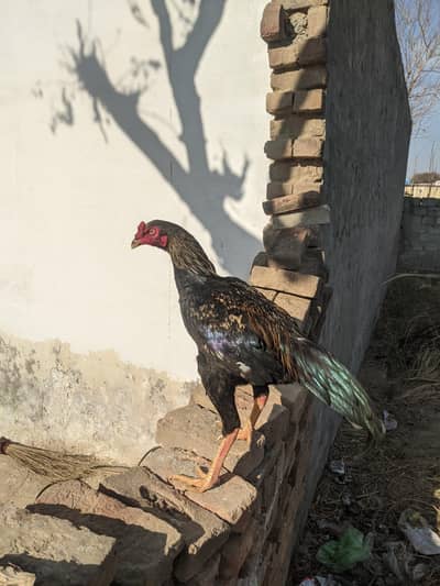 for sale top class aseel