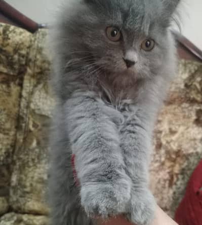 Grey beauti male kitten for sale