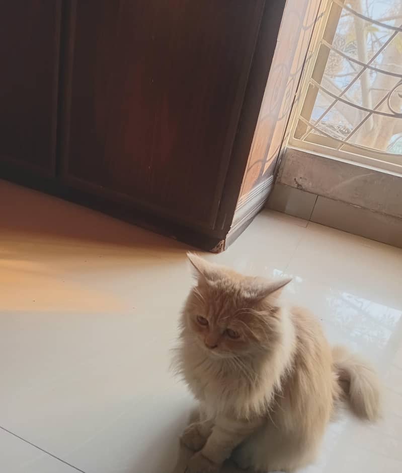 persian cat 0